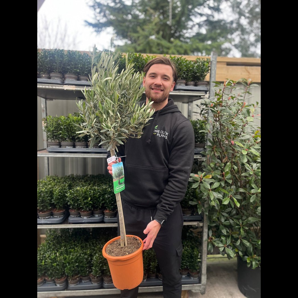 Majestic Olive Tree - Stunning 'Lollipop' Shape for Elegant Gardens - plants - express.com