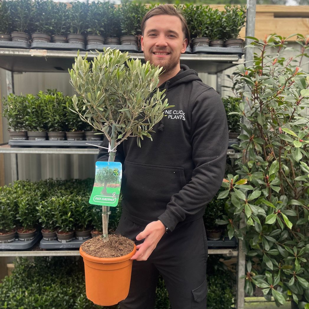 Majestic Olive Tree - Stunning 'Lollipop' Shape for Elegant Gardens - plants - express.com