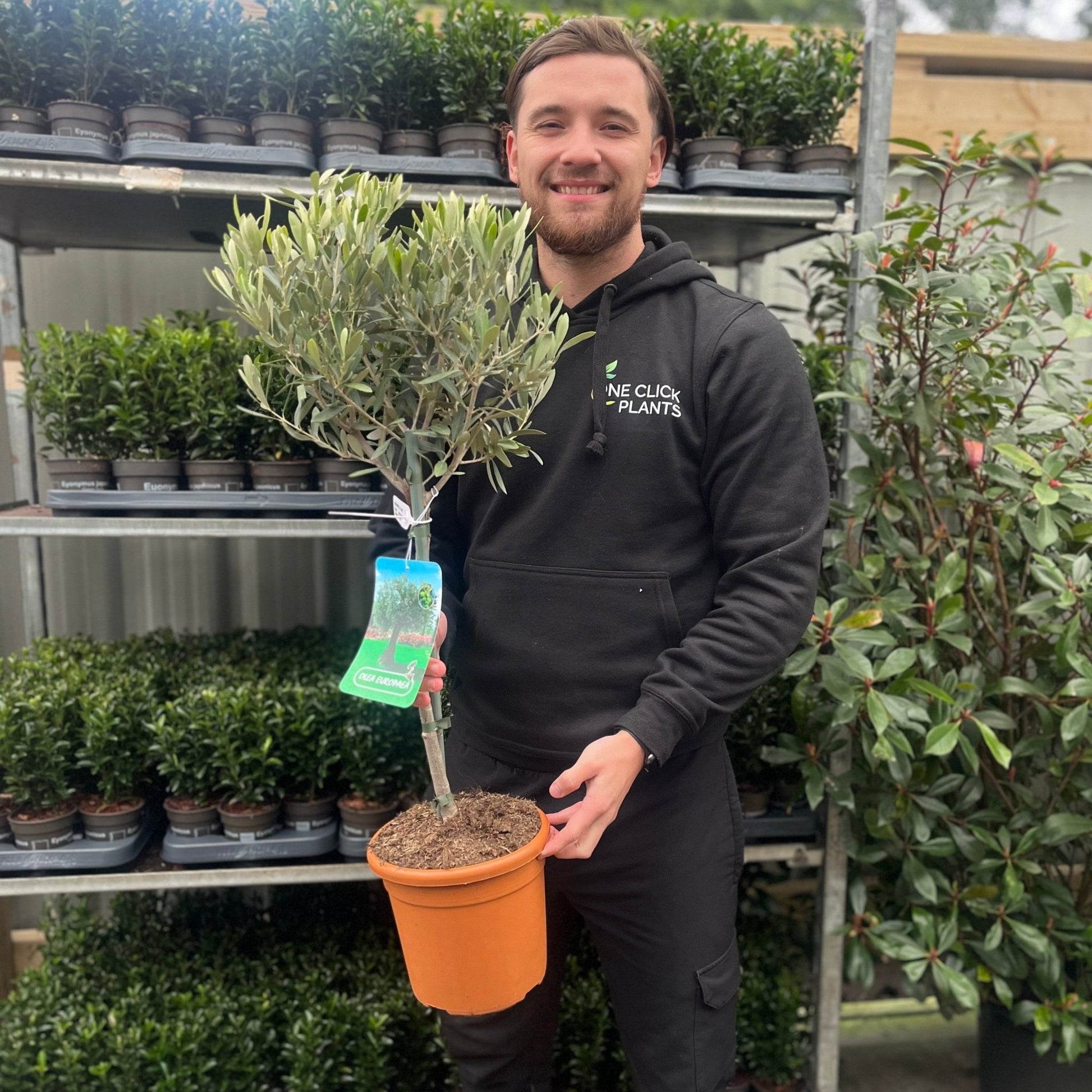 Majestic Olive Tree - Stunning 'Lollipop' Shape for Elegant Gardens - plants - express.com