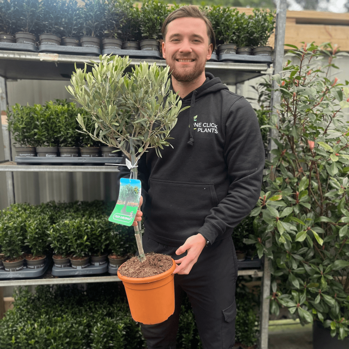 Majestic Olive Tree - Stunning 'Lollipop' Shape for Elegant Gardens - plants - express.com