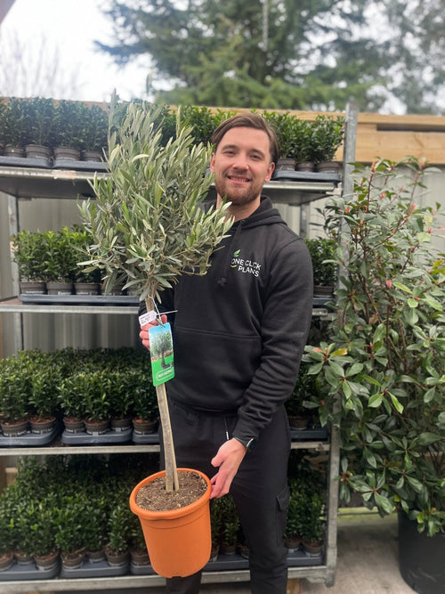Majestic Olive Tree - Stunning 'Lollipop' Shape for Elegant Gardens - plants - express.com