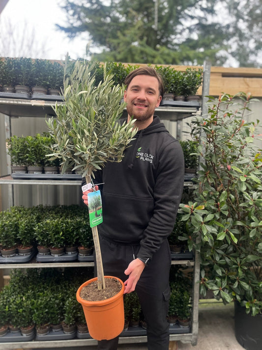 Majestic Olive Tree - Stunning 'Lollipop' Shape for Elegant Gardens - plants - express.com