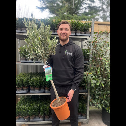 Majestic Olive Tree - Stunning 'Lollipop' Shape for Elegant Gardens - plants - express.com