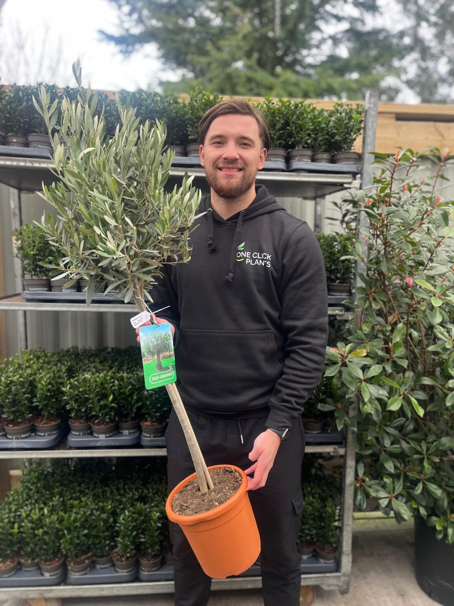 Majestic Olive Tree - Stunning 'Lollipop' Shape for Elegant Gardens - plants - express.com