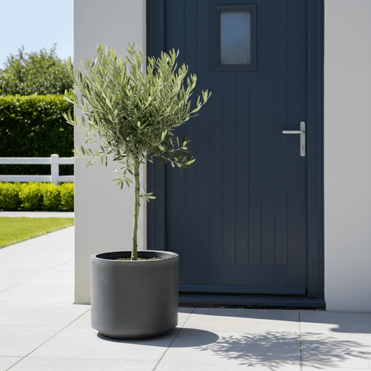 Majestic Olive Tree - Stunning 'Lollipop' Shape for Elegant Gardens - plants - express.com