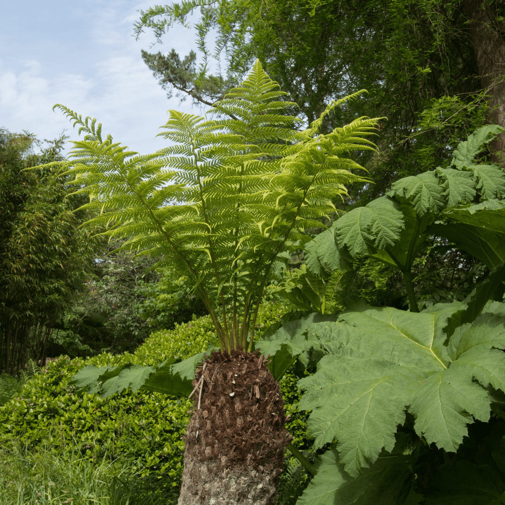 Majestic Tasmanian Tree Fern - Dicksonia antarctica (1/2/5L) - plants - express.com