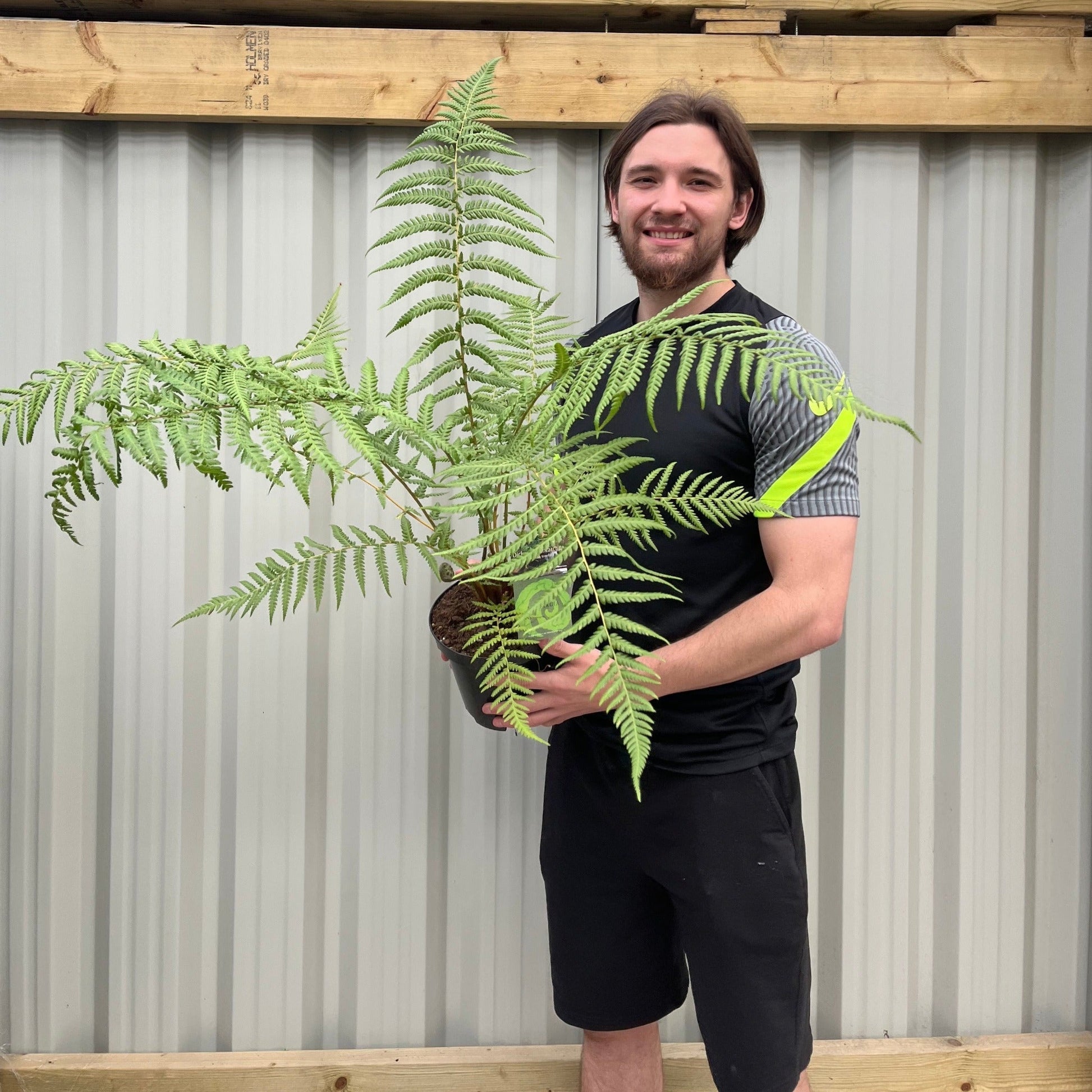 Majestic Tasmanian Tree Fern - Dicksonia antarctica (1/2/5L) - plants - express.com