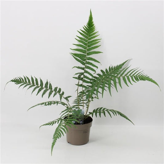 Majestic Tasmanian Tree Fern - Dicksonia antarctica (1/2/5L) - plants - express.com