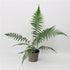 1L (30-40cm including the pot)