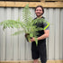 2L (50-70cm including growers pot)