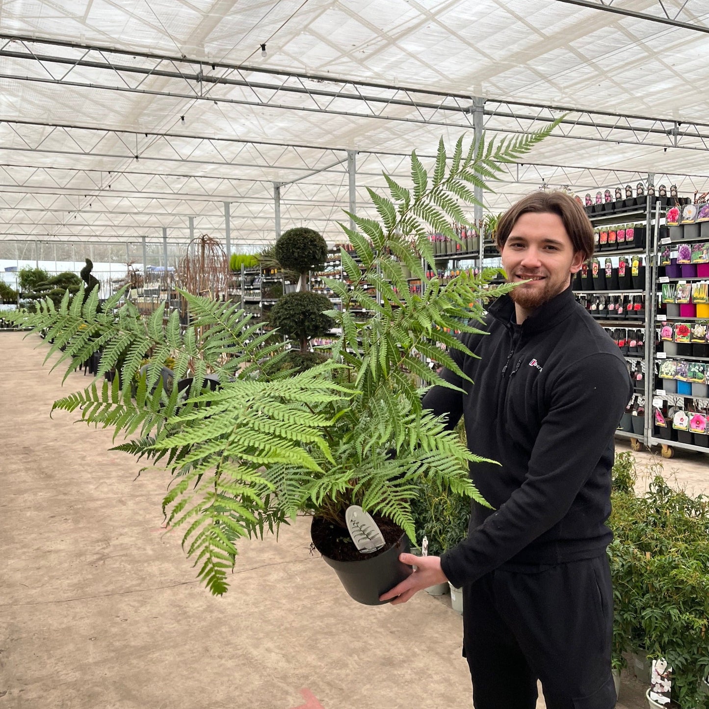 Majestic Tasmanian Tree Fern - Dicksonia antarctica (1/2/5L) - plants - express.com