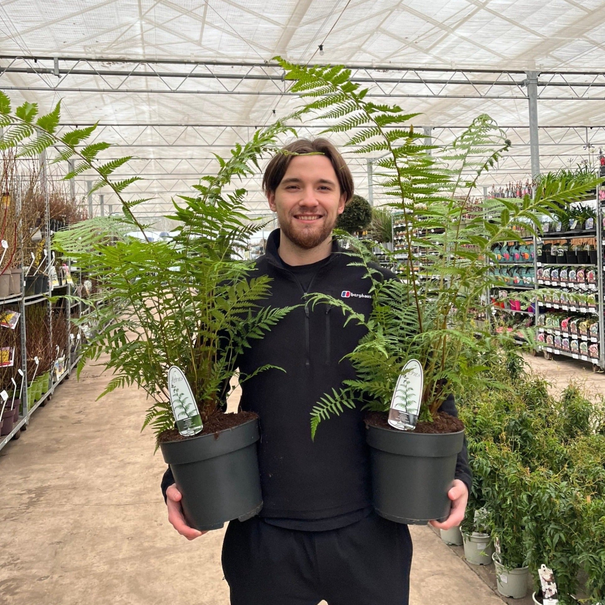 Majestic Tasmanian Tree Fern - Dicksonia antarctica (1/2/5L) - plants - express.com