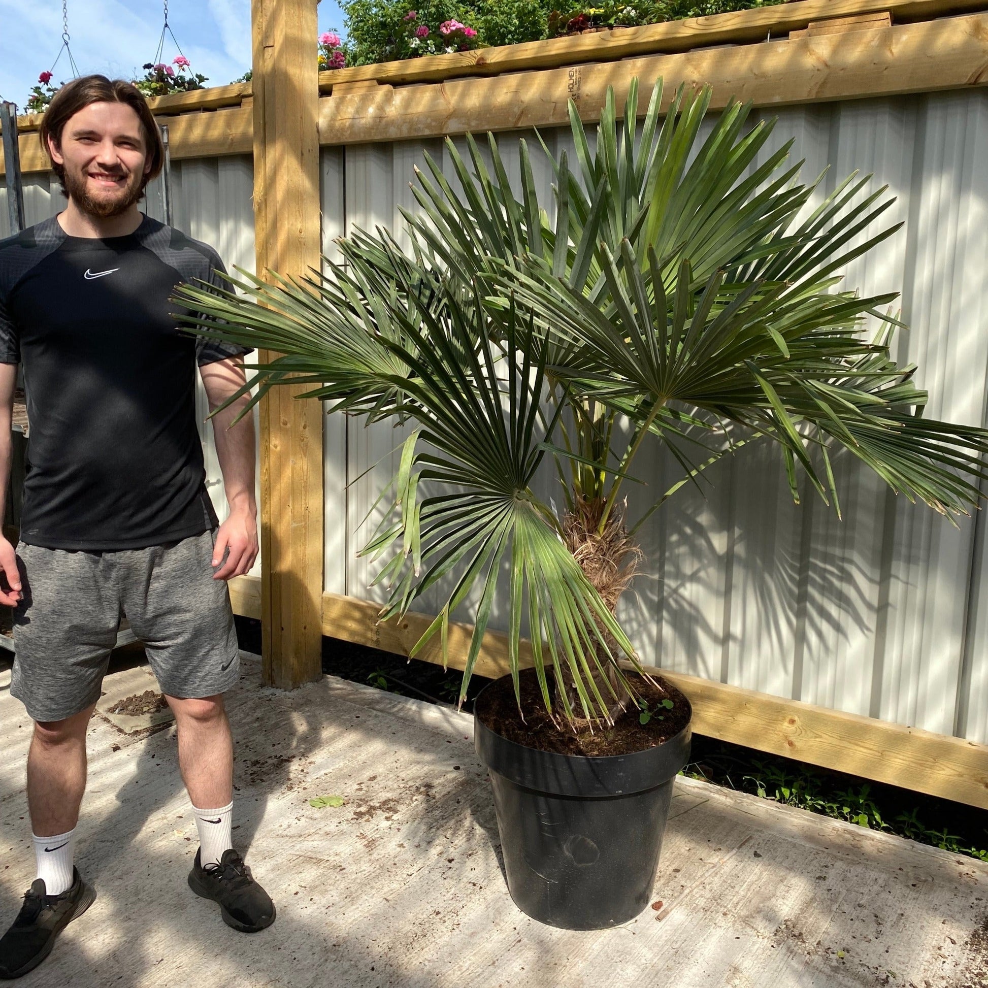 Majestic Trachycarpus Fortunei Palm – Tropical Elegance for Your Garden! - plants - express.com