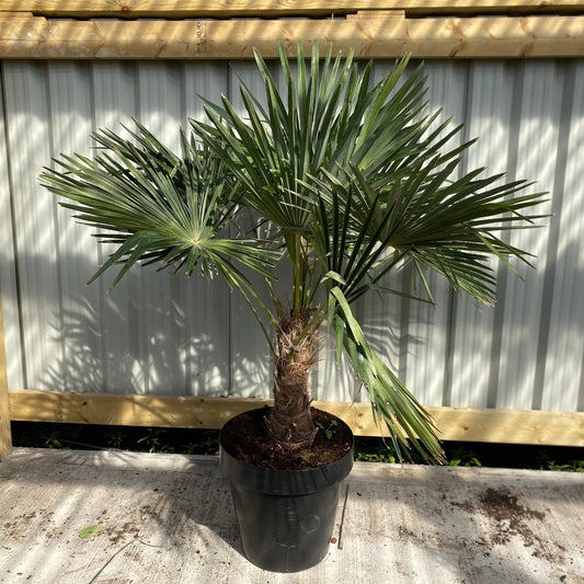 Majestic Trachycarpus Fortunei Palm – Tropical Elegance for Your Garden! - plants - express.com