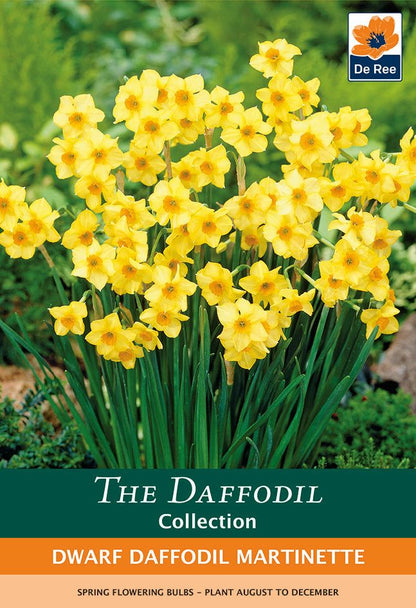 Martinette Dwarf Daffodil Bulbs - 8 Bulb Pack, Deep Golden Yellow - plants - express.com