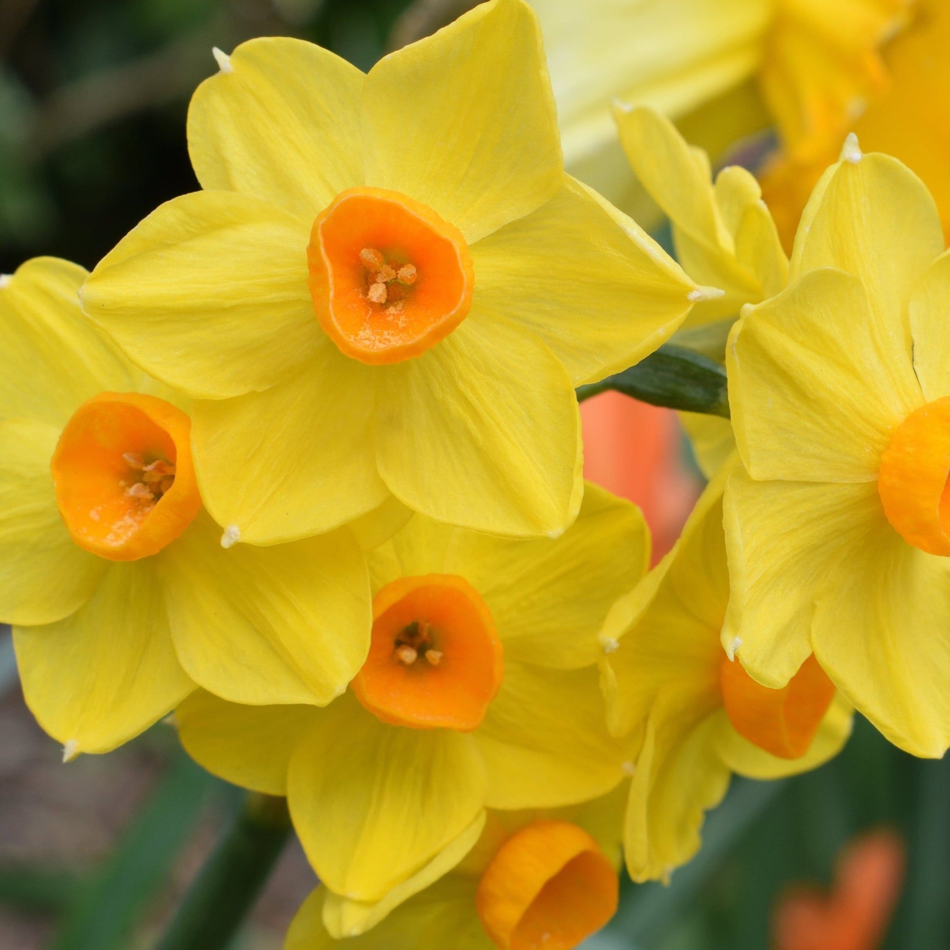 Martinette Dwarf Daffodil Bulbs - 8 Bulb Pack, Deep Golden Yellow - plants - express.com