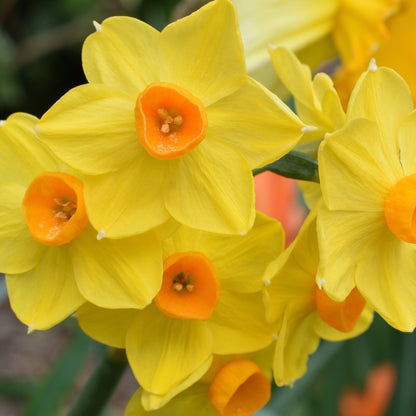 Martinette Dwarf Daffodil Bulbs - 8 Bulb Pack, Deep Golden Yellow - plants - express.com