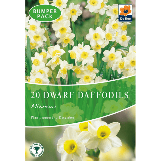 Minnow Dwarf Daffodil – Petite Creamy Yellow Blooms (8/20 Bulbs) - plants - express.com