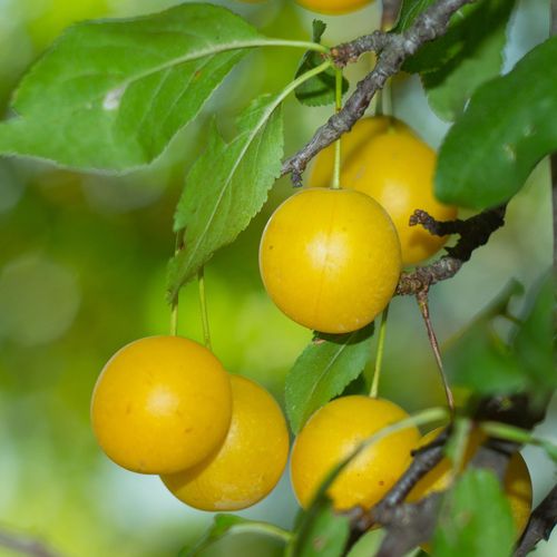 Mirabelle de Nancy Dwarf Patio Plum Tree - Bountiful Autumn Harvest - plants - express.com