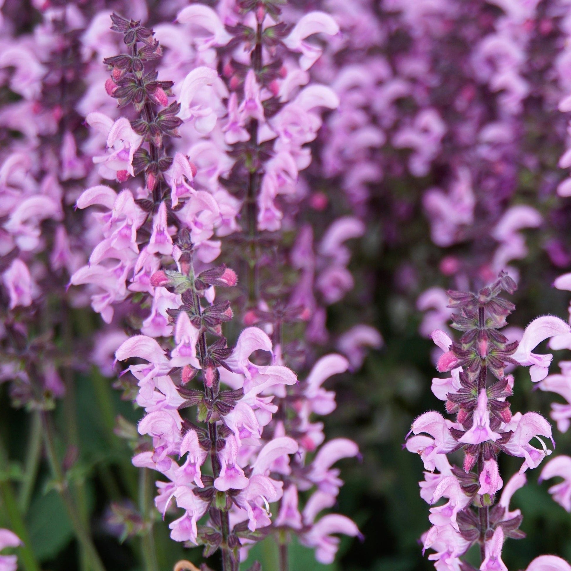 Mix of 3 Salvia (3 x 9cm Pots) - plants - express.com