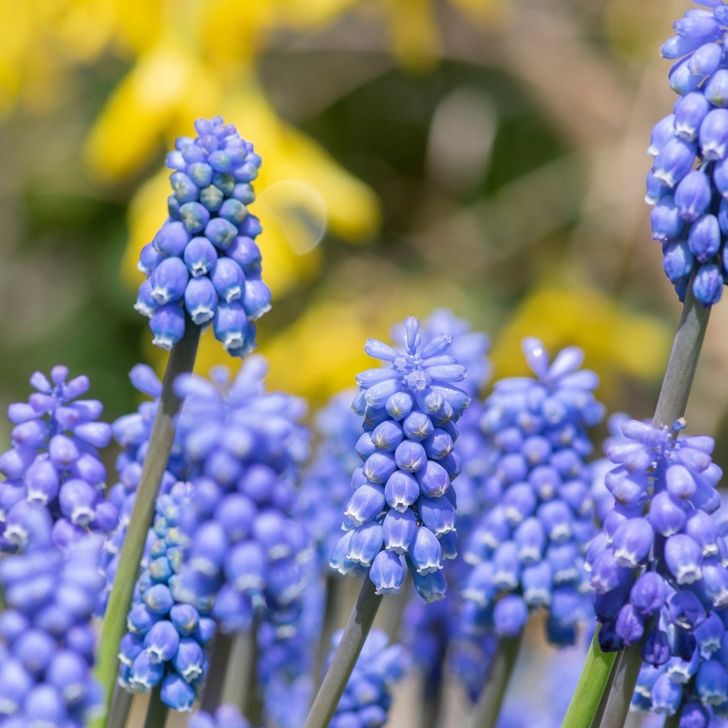 Muscari Blue Grape Hyacinths: 20 Bulbs for Bright Spring Color - plants - express.com
