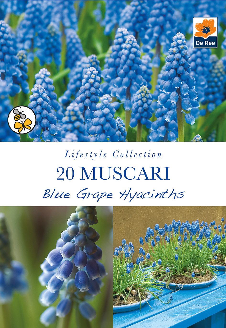 Muscari Blue Grape Hyacinths: 20 Bulbs for Bright Spring Color - plants - express.com