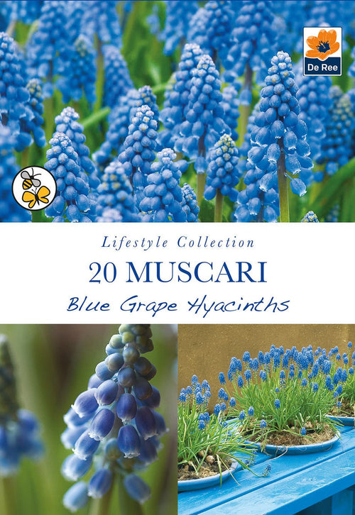 Muscari Blue Grape Hyacinths: 20 Bulbs for Bright Spring Color - plants - express.com