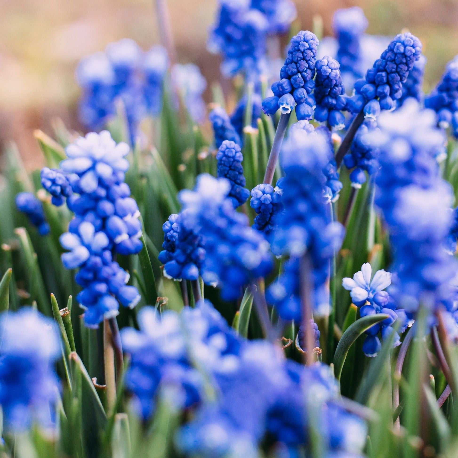 Muscari Blue Grape Hyacinths: 20 Bulbs for Bright Spring Color - plants - express.com
