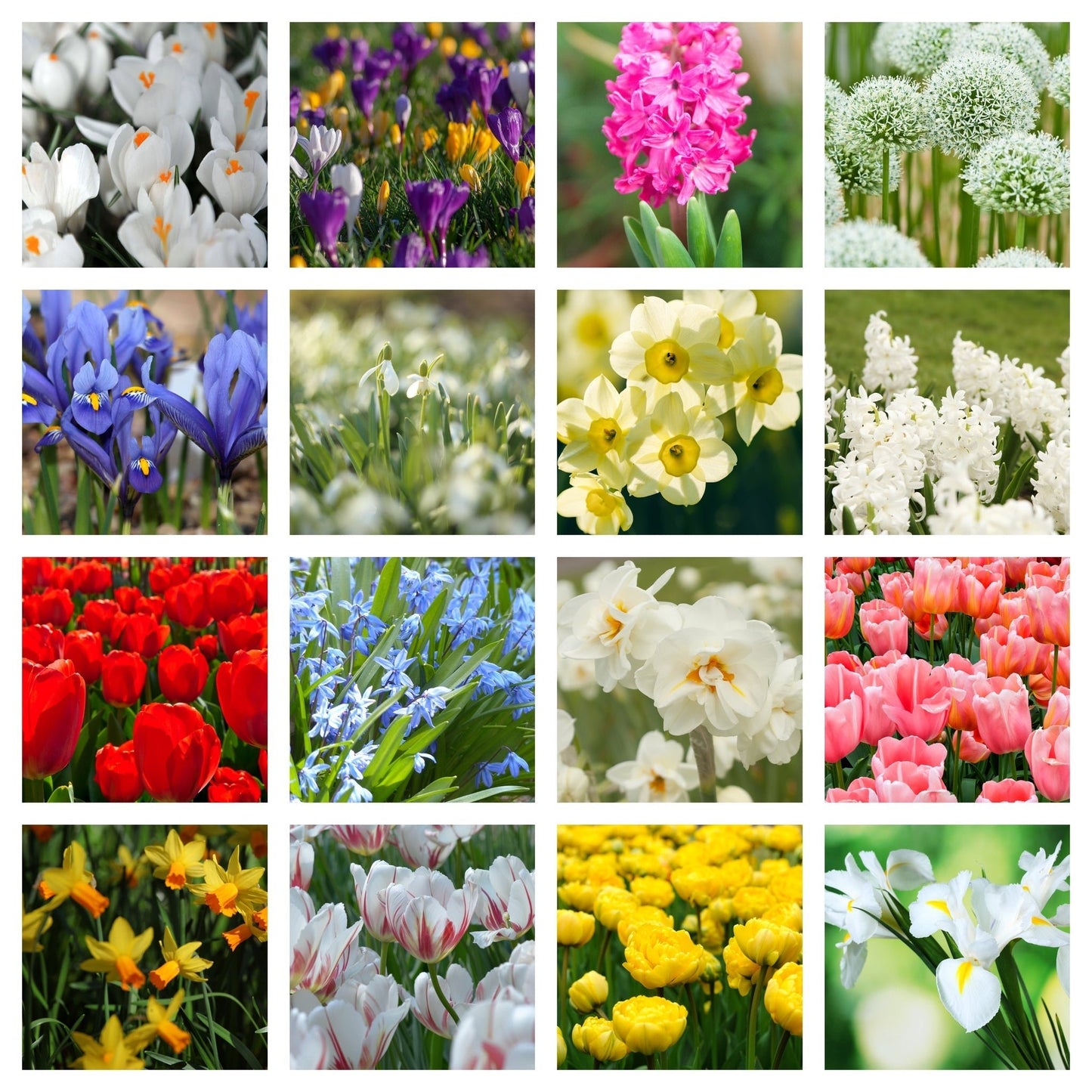 Mystery Box: 10 Packets of Spring Flowering Bulbs, Random Mix - plants - express.com
