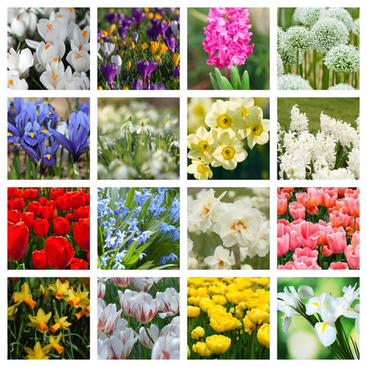 Mystery Box: 10 Packets of Spring Flowering Bulbs, Random Mix - plants - express.com