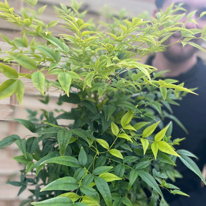 Nandina domestica Lemon and Lime - 2L Pot, Bright Evergreen Shrub - plants - express.com