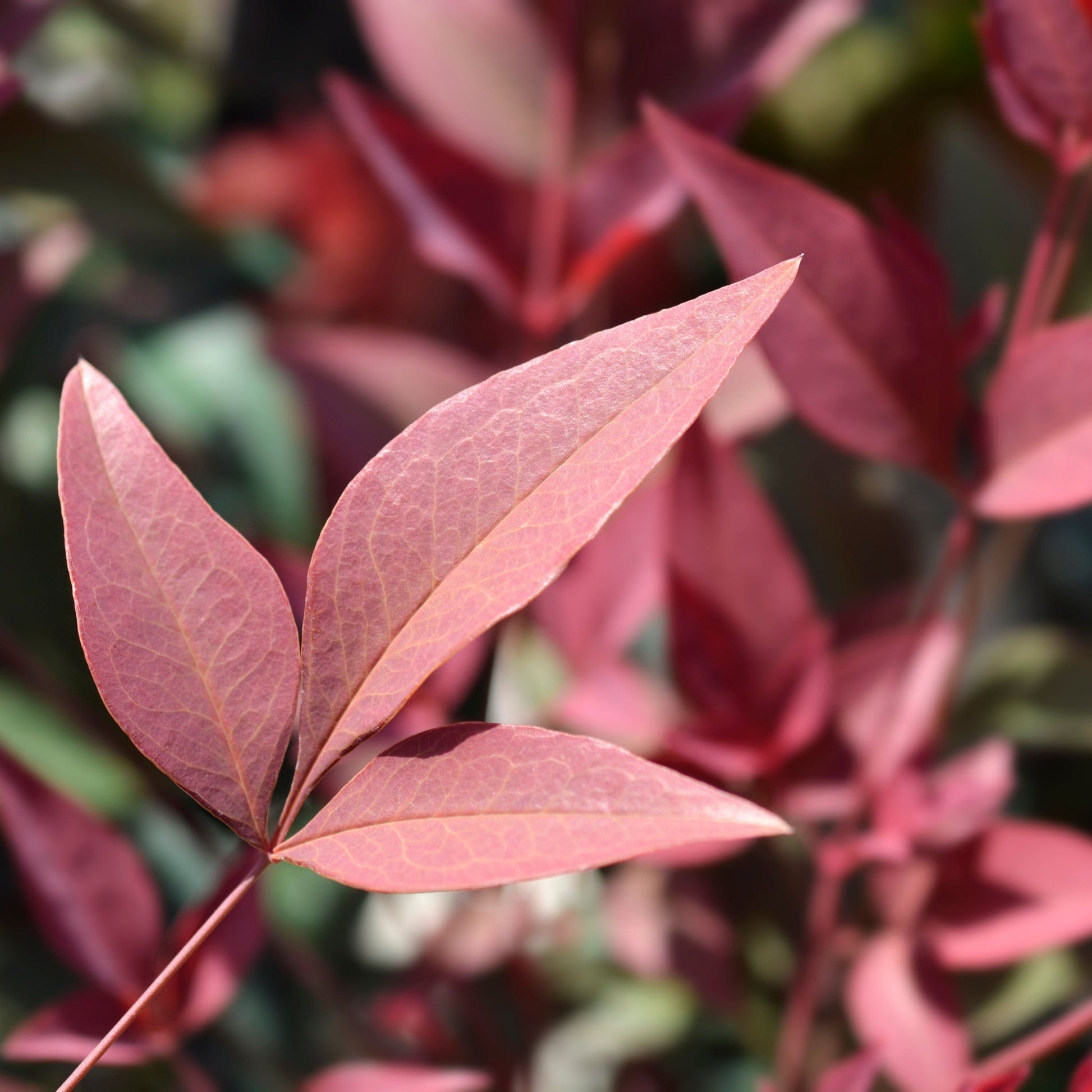 Nandina domestica 'Obsessed' - Heavenly Bamboo, Compact, Seasonal Color - plants - express.com