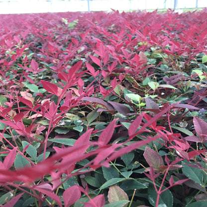 Nandina domestica 'Obsessed' - Heavenly Bamboo, Compact, Seasonal Color - plants - express.com