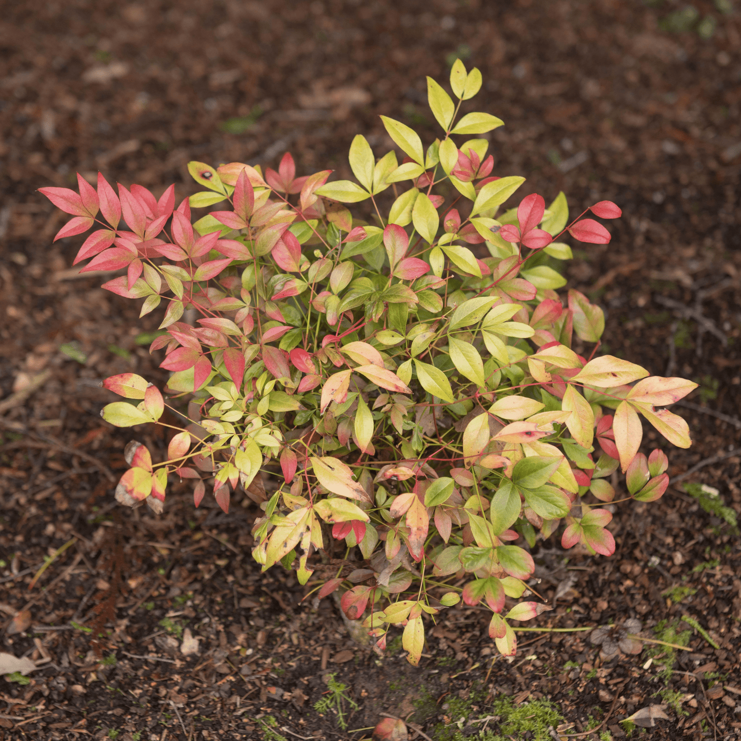 Nandina domestica 'Obsessed' - Heavenly Bamboo, Compact, Seasonal Color - plants - express.com