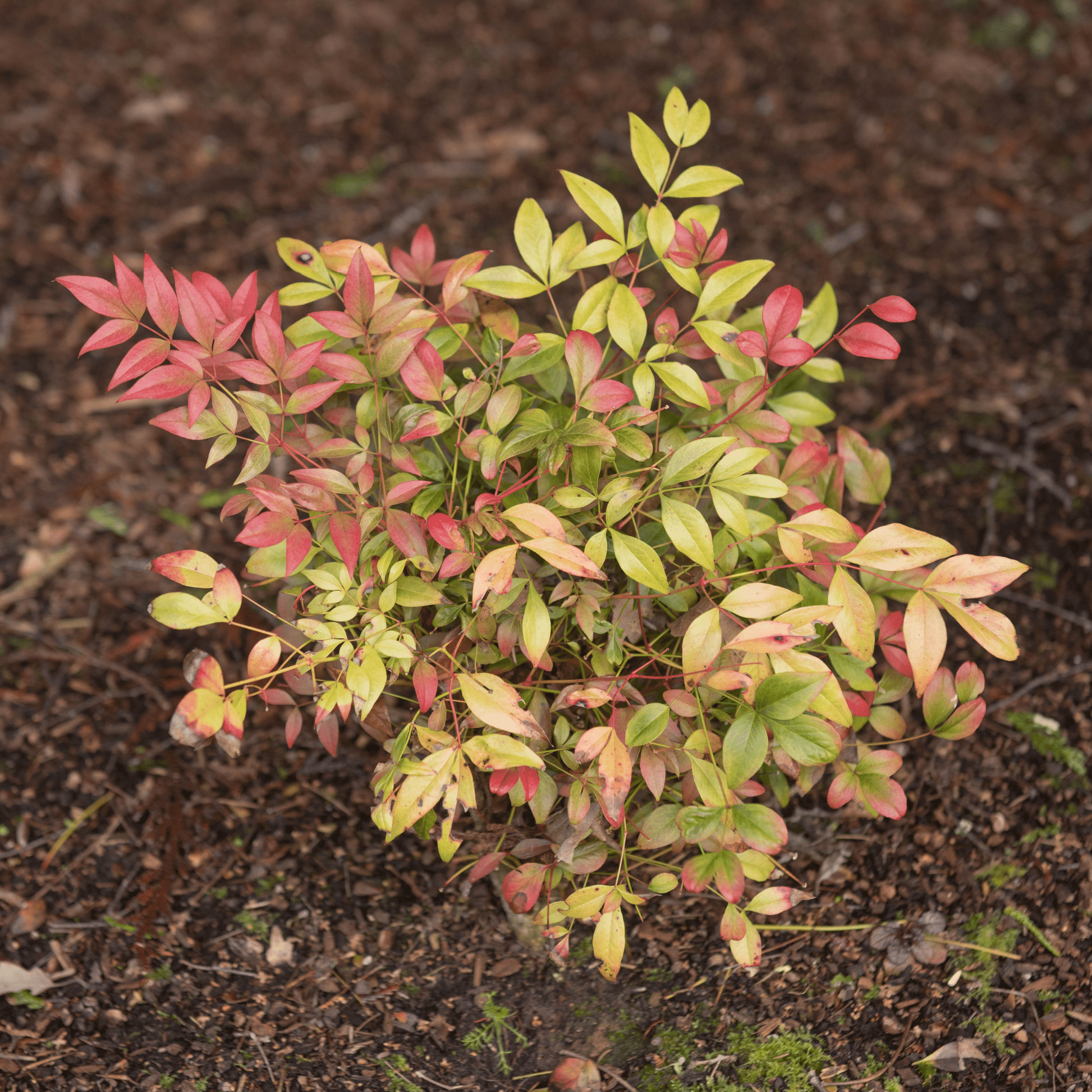 Nandina domestica 'Obsessed' - Heavenly Bamboo, Compact, Seasonal Color - plants - express.com