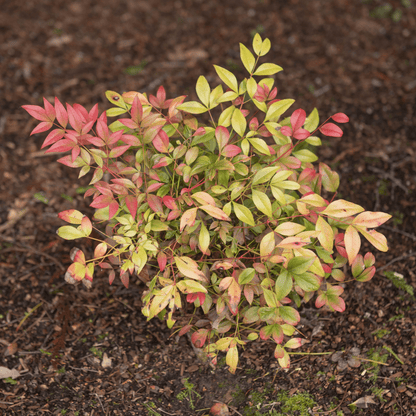 Nandina domestica 'Obsessed' - Heavenly Bamboo, Compact, Seasonal Color - plants - express.com