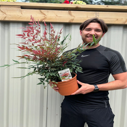 Nandina domestica 'Obsessed' - Heavenly Bamboo, Compact, Seasonal Color - plants - express.com