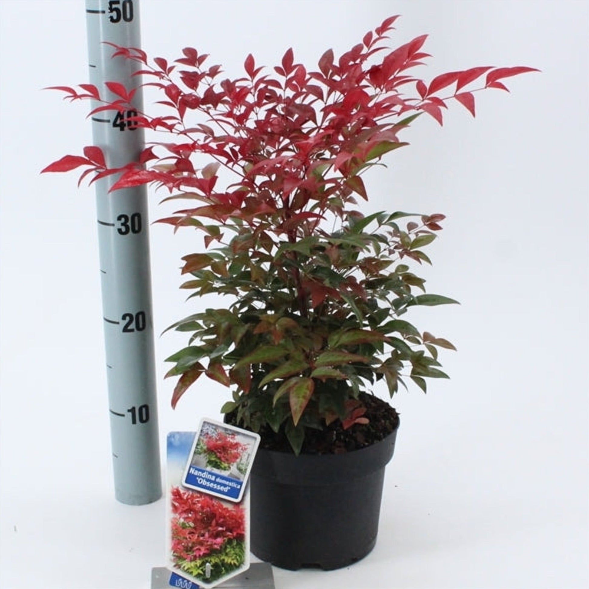 Nandina domestica 'Obsessed' - Heavenly Bamboo, Compact, Seasonal Color - plants - express.com