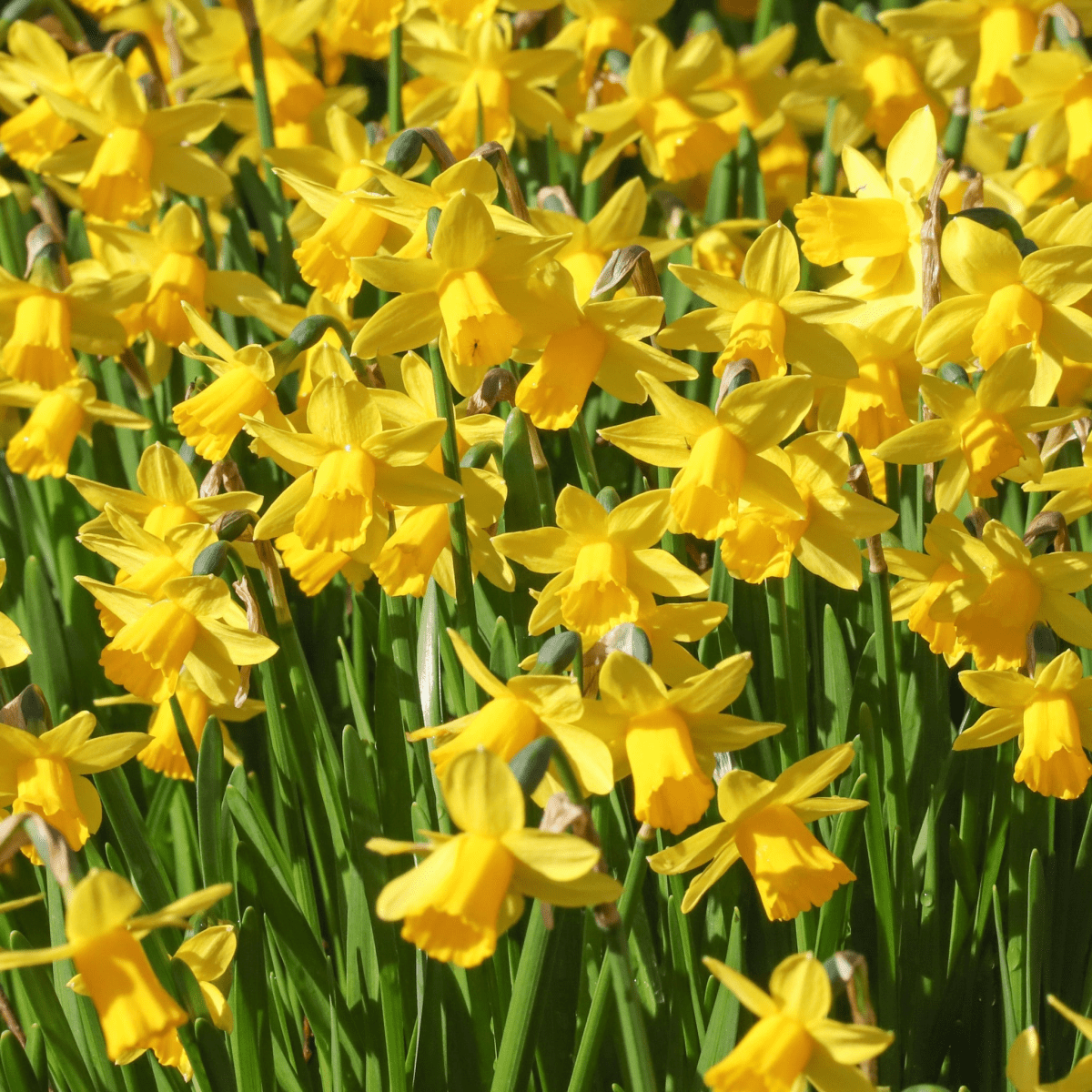 Narcissus Tete - a - tete Dwarf Scented Daffodils - Bulbs 10/16 - plants - express.com