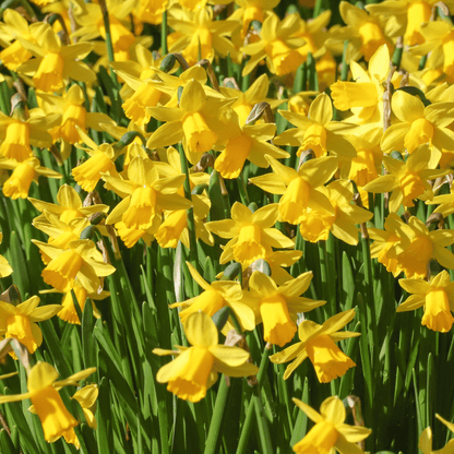Narcissus Tete - a - tete Dwarf Scented Daffodils - Bulbs 10/16 - plants - express.com