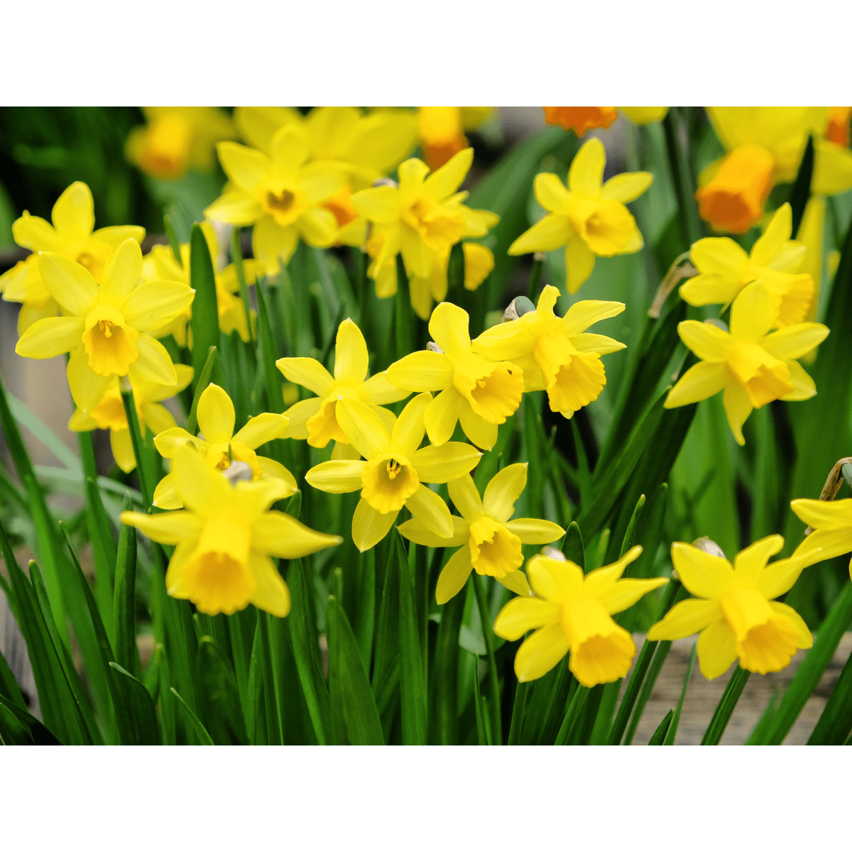 Narcissus Tete - a - tete Dwarf Scented Daffodils - Bulbs 10/16 - plants - express.com