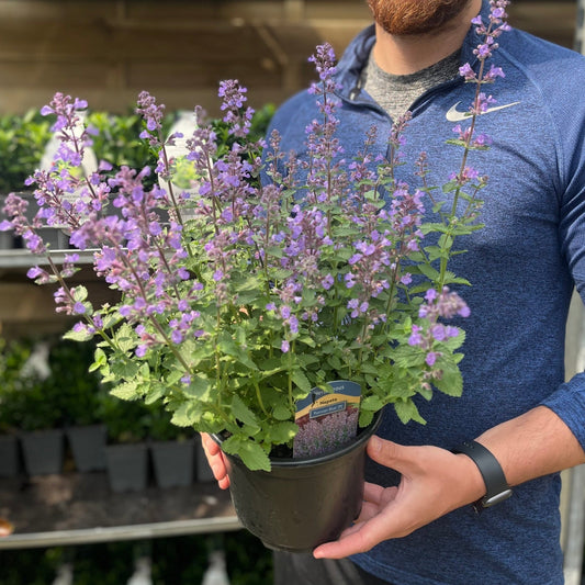 Nepeta 'Purrsian Blue' Catmint - 9cm Pot, 2L - plants - express.com