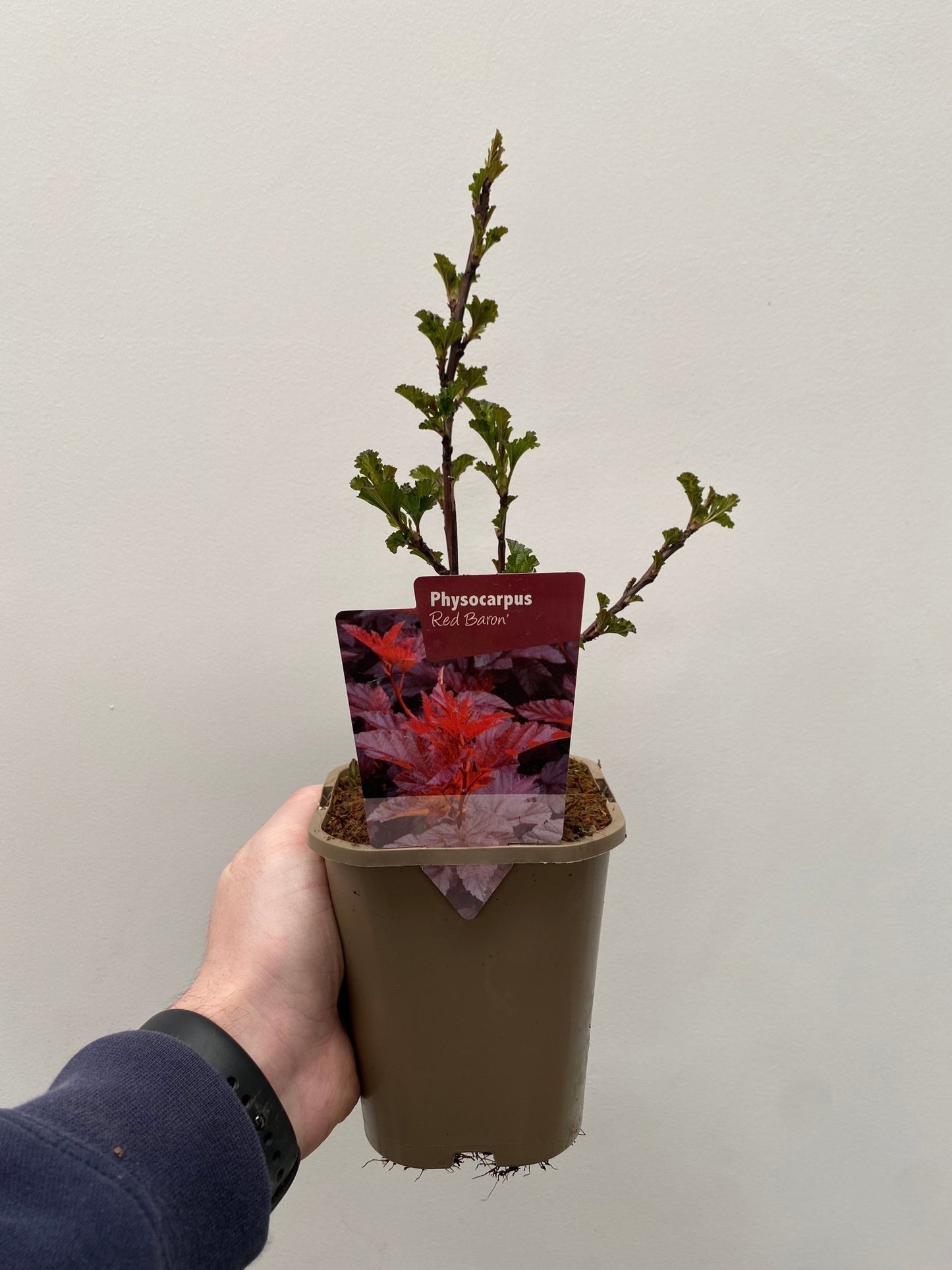 Ninebark Red Baron: Dark Foliage Shrub with Pink - White Flowers, 1L Pot - plants - express.com