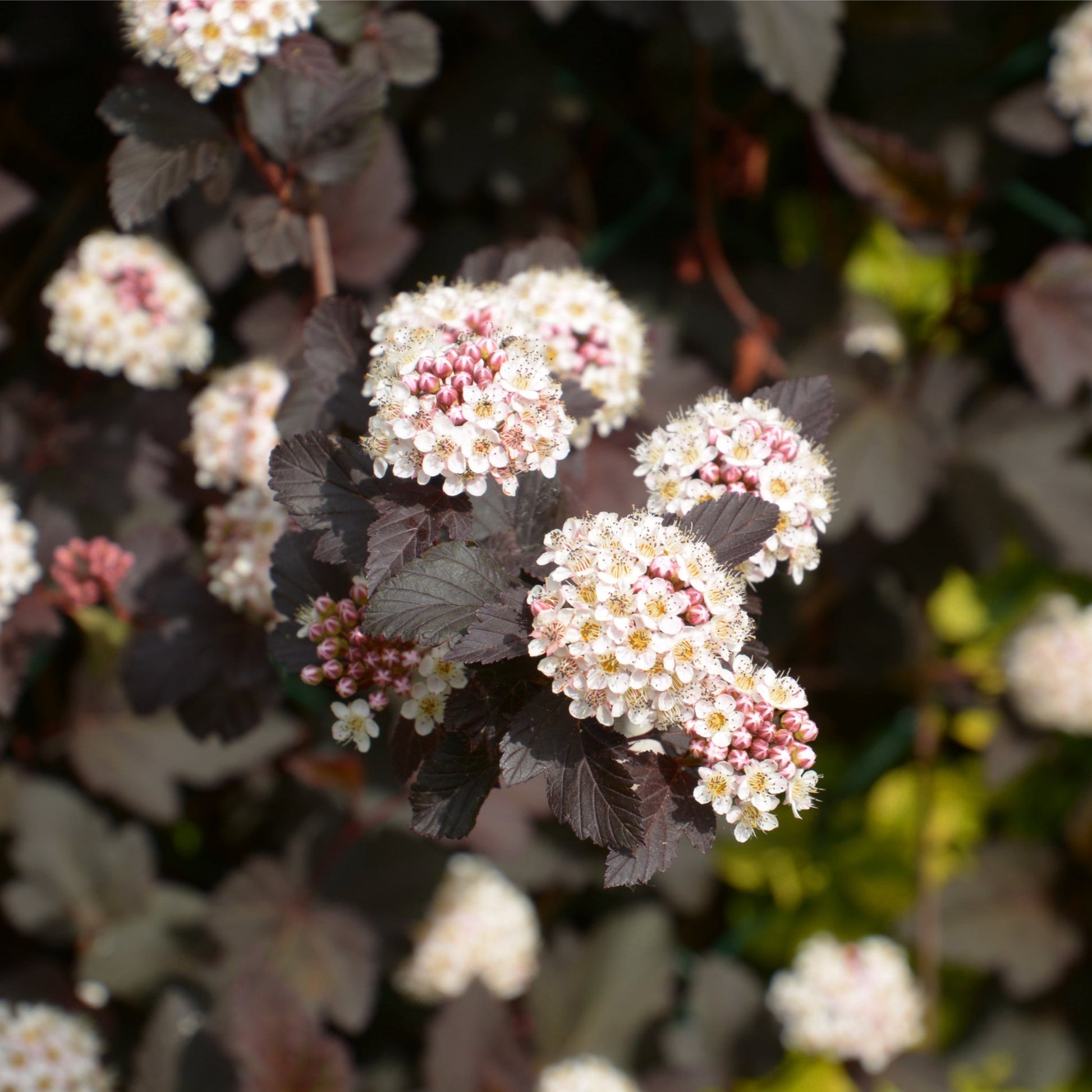Ninebark Red Baron: Dark Foliage Shrub with Pink - White Flowers, 1L Pot - plants - express.com