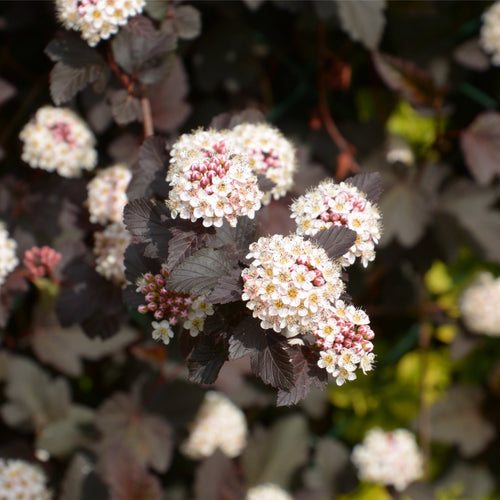 Ninebark Red Baron: Dark Foliage Shrub with Pink - White Flowers, 1L Pot - plants - express.com