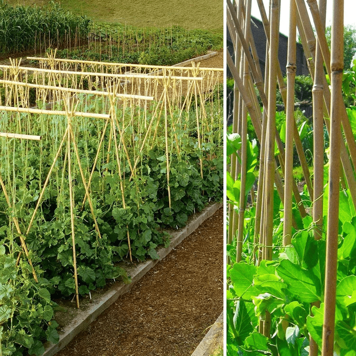 ONE PIECE 2ft (60cm) Bamboo cane - plants - express.com