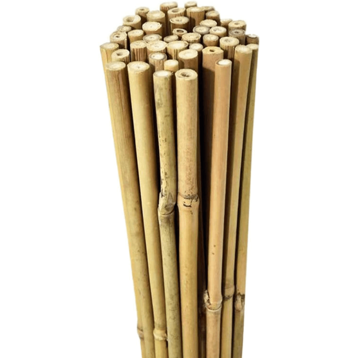 ONE PIECE 5FT BAMBOO CANE 150 CM - plants - express.com