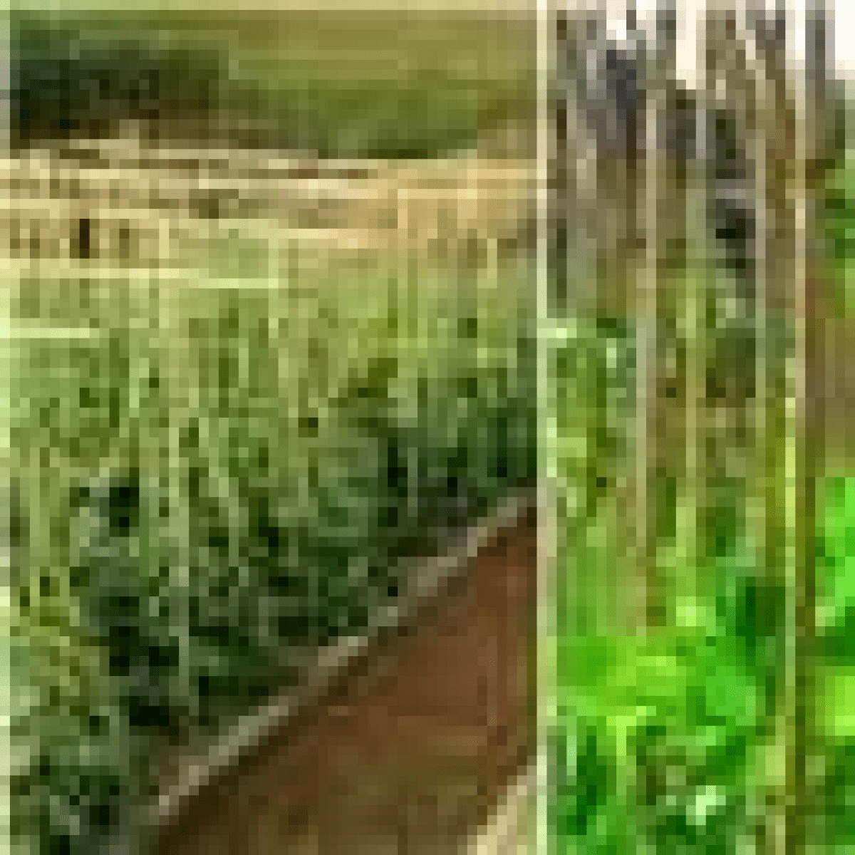 ONE PIECE Bamboo Canes sticks 90 CM - plants - express.com