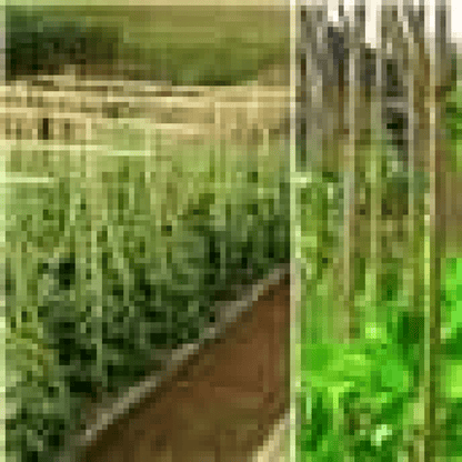 ONE PIECE Bamboo Canes sticks 90 CM - plants - express.com