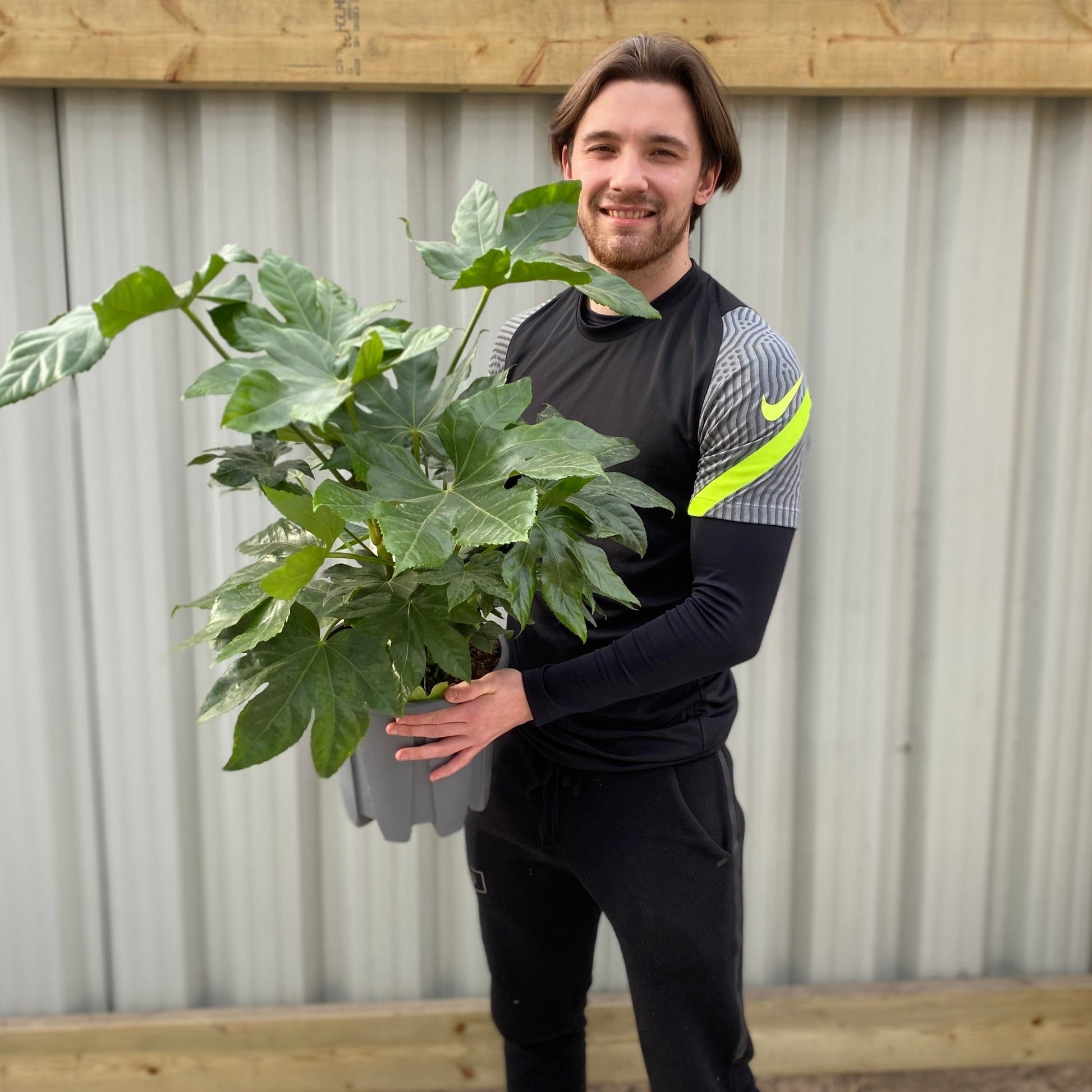 Ornamental Fatsia Japonica - Lush Evergreen Shrub for Home & Garden - plants - express.com